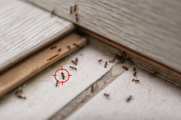 Best Wasp Removal Services  in Calcutta, OH