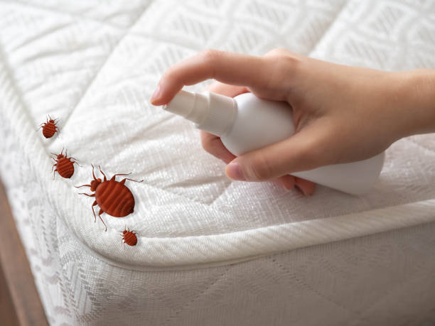 Best Exterminator Services  in Calcutta, OH