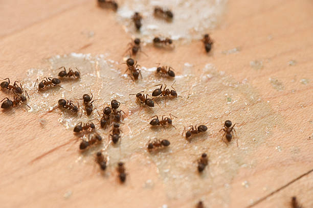 Best Ant Control Services  in Calcutta, OH