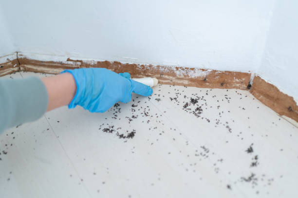 Best Pest Prevention Services  in Calcutta, OH